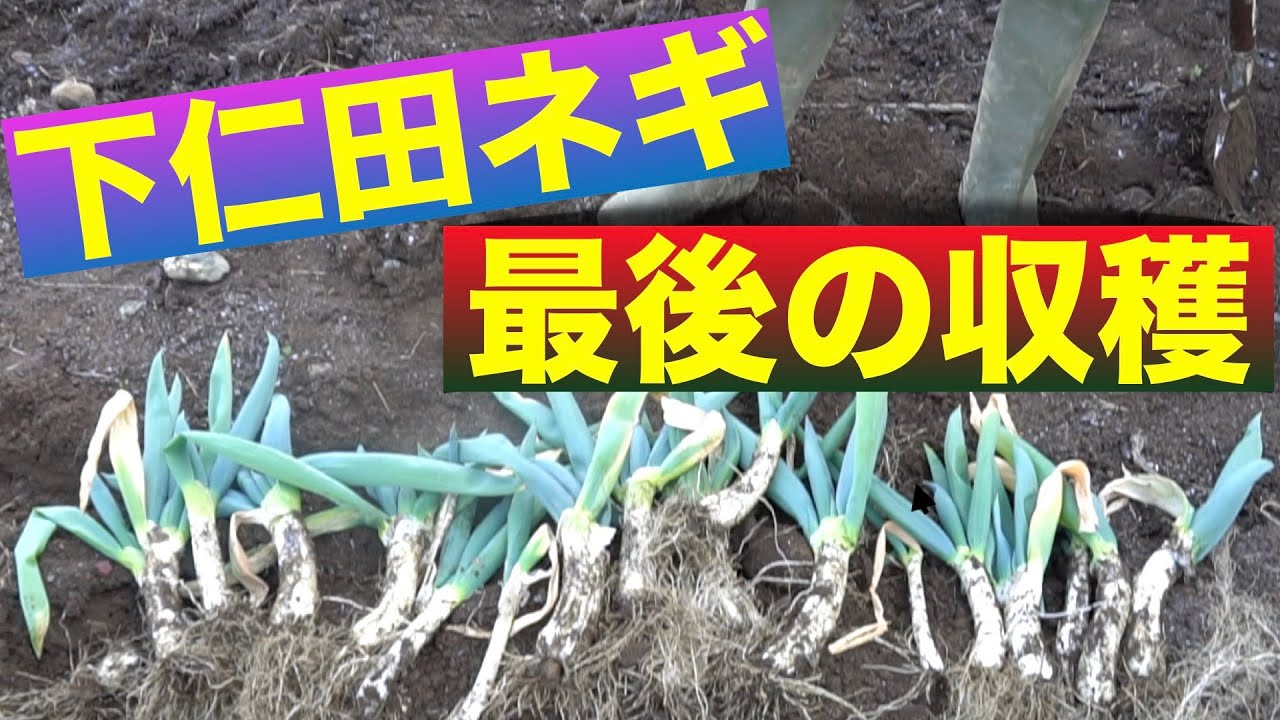 下仁田ネギの育て方 最後の収穫 8回目 Last Harvest Youtube