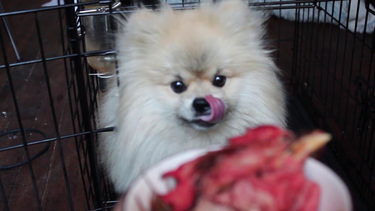 pomeranian raw food diet