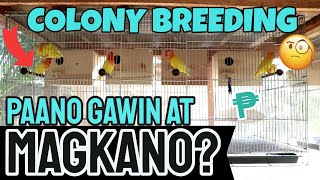 COLONY BREEDING SETUP FOR BIRDS  Paano at Magkano Mag Set Up Ng Colony Para Sa Lovebirds