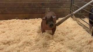 11-6 Duroc gilt in online sale 3-11-19