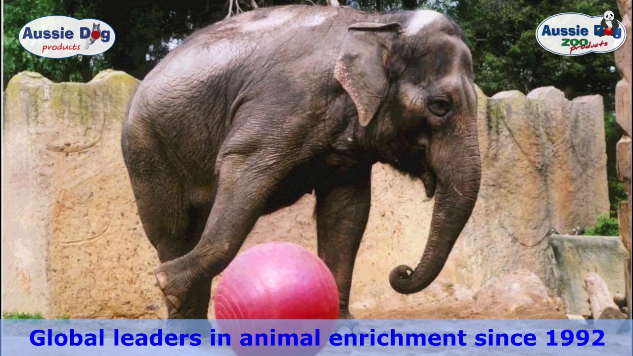 Aussie Dog Zoo Products 2018