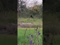 Two Black Bears 🐻 #nature #bear #blackbear #wildlife