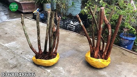 2 bụi hoa sim tím giao lưu đến các bác