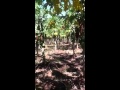 Siembra de Papaya , Hns Fuentes Orotina Costa Rica