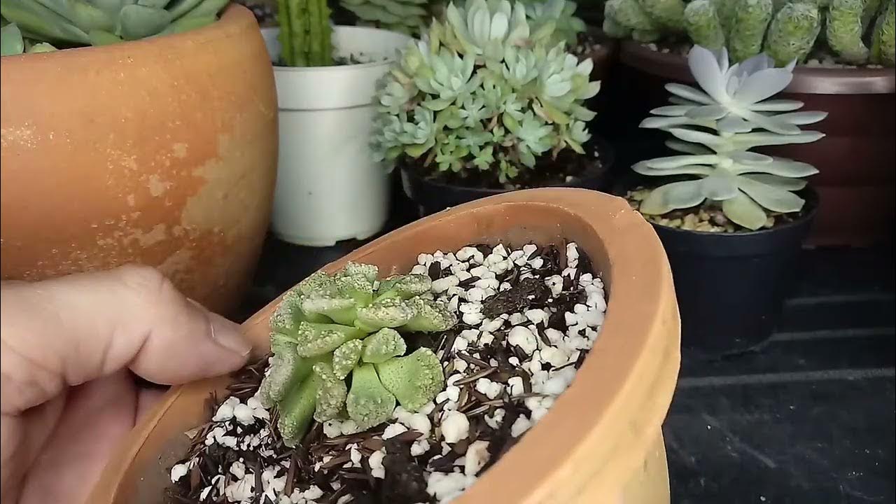 Plantas ativas outono/inverno #succulents - YouTube