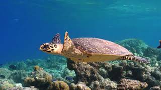 Olive Ridley Project : Protecting Sea Turtles &amp; Their Habitats