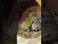 | Rare Budgies Baby Playing | Rare Budgies 🦜 #budgiecare #birds #parrot #shortsvideo