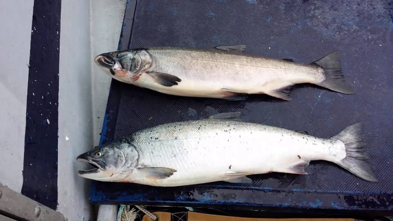 Silver Salmon identification. YouTube