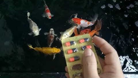 Trị bệnh đỏ mình cho cá koi,ngứa mình,lỡ mình,bệnh ngủ cá koi.