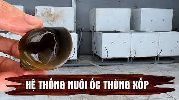 Hệ thống nuôi ốc nhồi thùng xốp đơn giản dễ làm | Snail farming system stuffed with Styrofoam boxes