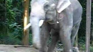 Huge elephant penis