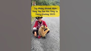 Top Những Khoảnh Khắc Đáng Yêu Của Hắc Công Tử | Funny Monkey 2025 #hắccôngtử #bạchcônương #monkey
