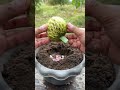 Easy Way to Grow Sugar Apple Tree | Get 100% More Fruit Production
