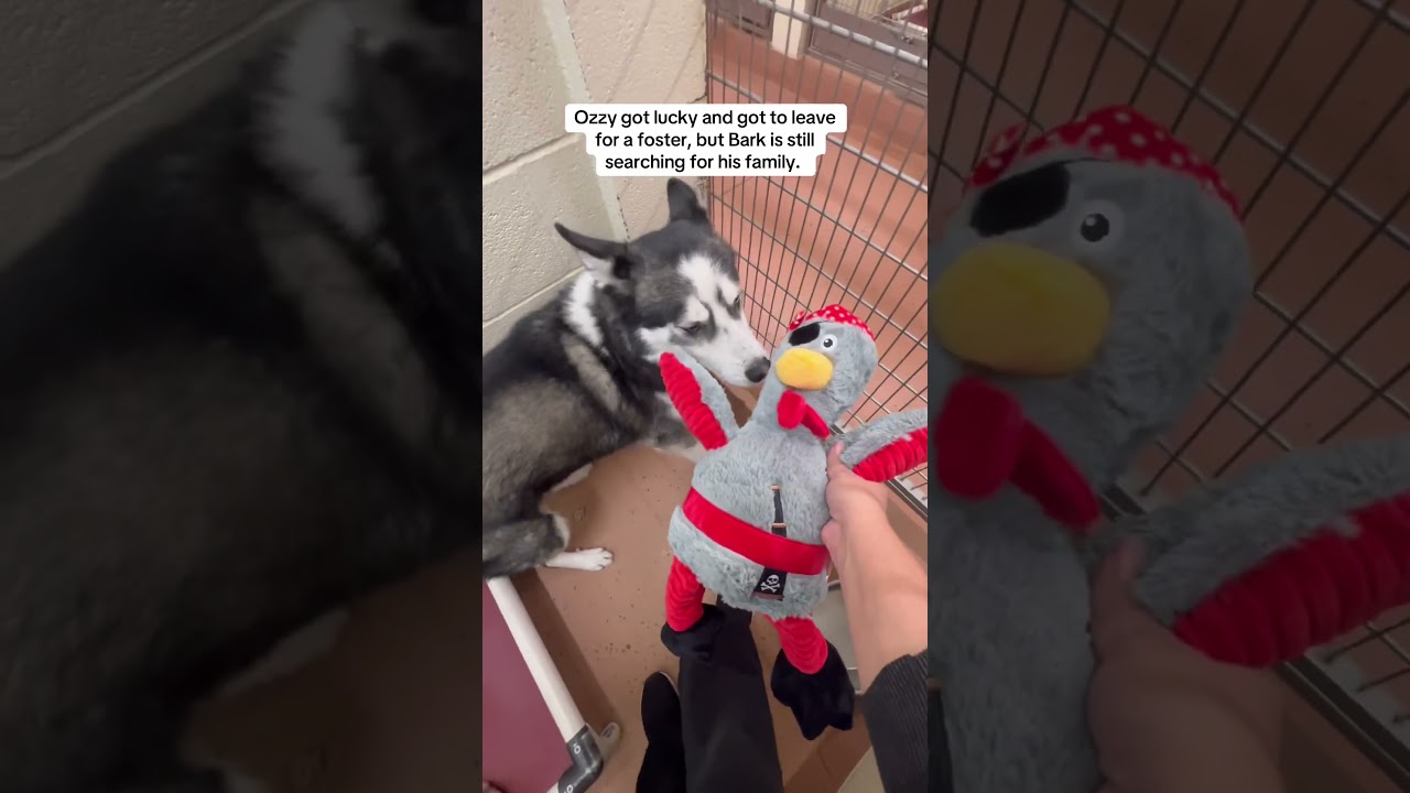 Барка Уолберга можно усыновить в приюте для животных Benton Franklin Humane Society в Кенневике, ...