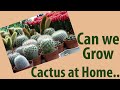 Can we grow cactus at home