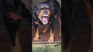 Angry Rottweiler Barking Sound