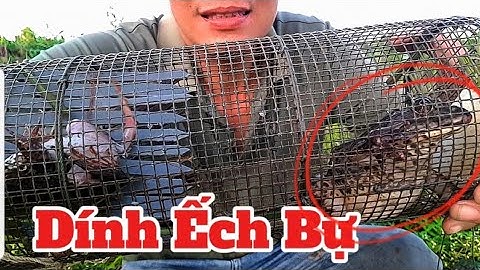 Frog Roofing - Vandaag kreeg Frog Roofing een grote kikker, maar een beetje verdrietig