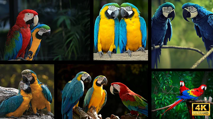 Macaw Parrots 4K - Relaxing Music With Colorful Birds In The Rainforest