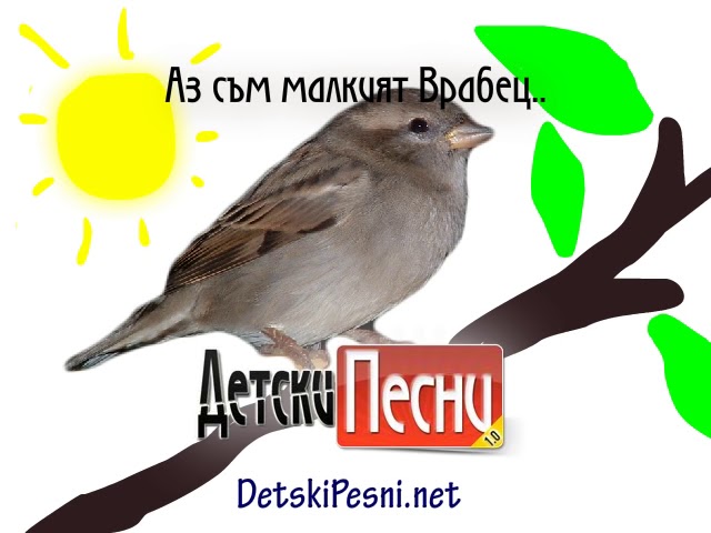 Песня птичка чик. Песня птичка чик. Песня птичка чик. Чик рик. Угадайте птицу.