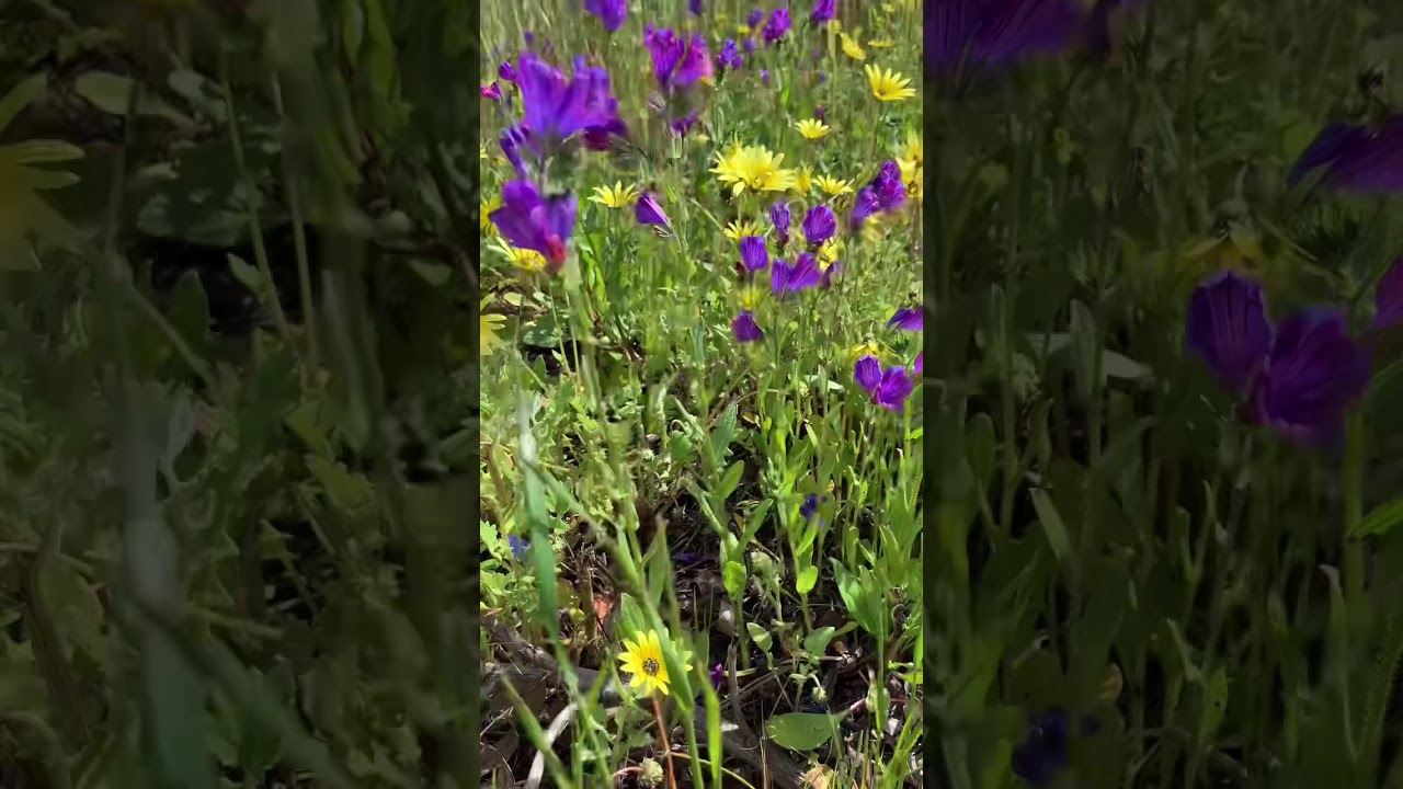 Purple Wild Flowers-Perth Spring 2021