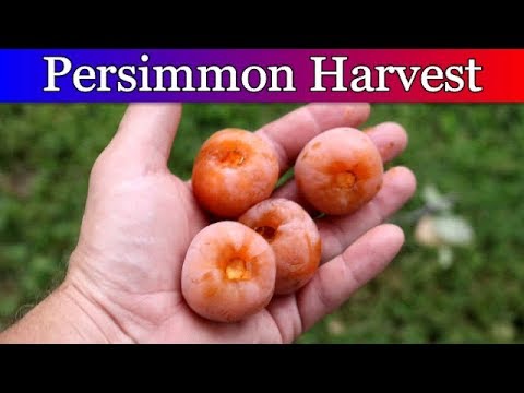 Harvesting Persimmons and making Persimmon Pulp