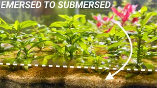 How to Convert Emersed Aquarium Plants to Submersed Growth!!! by Aquarium Plant Lab 13,078 views 1 year ago 4 minutes, 3 seconds