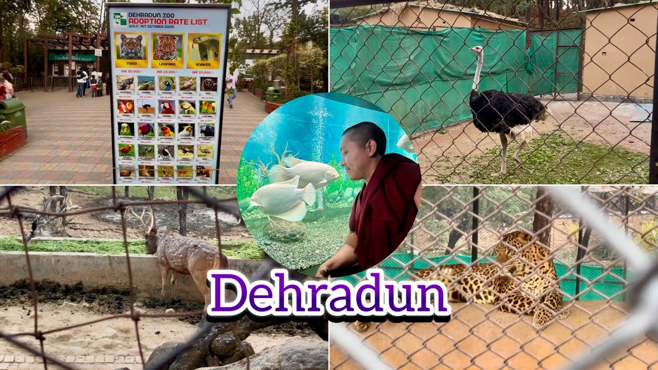 Dehradun zoo 🦒🐅famous place, #zoo #vlog #dehradun #tibetan @tenzinyt9938 ￼￼