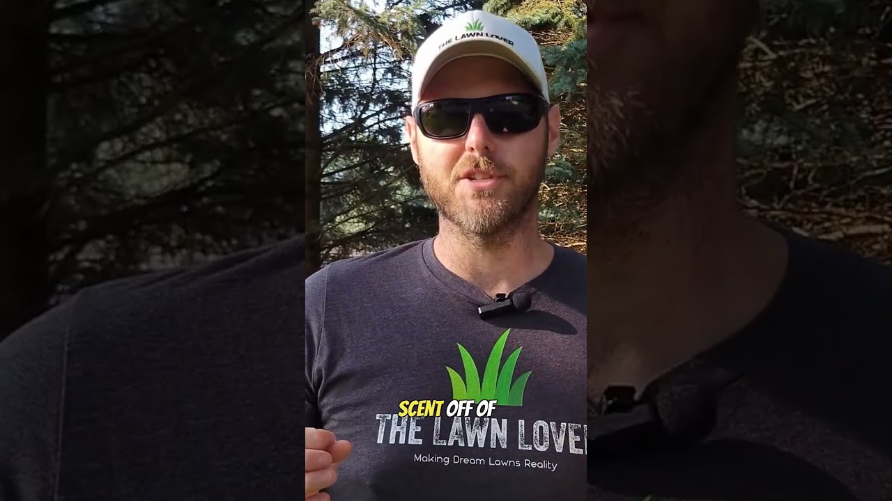 This Simple Hack Makes Mole Traps 10x Deadlier #moletrap #lawncare #tips