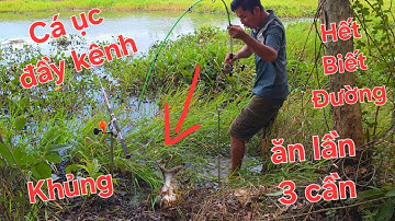 Điểm câu mới tại TÂN PHƯỚC TIỀN GIANG. Cá ăn không kịp giựt  | Săn bắt SÓC TRĂNG |