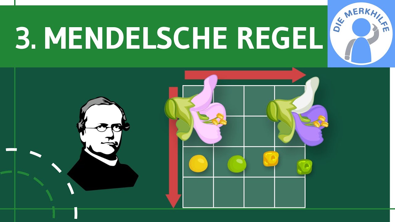 3. Mendelsche Regel / Unabhängigkeits- & Neukombinationsregel - Erklärung & Zweifaktor-Kreuzung