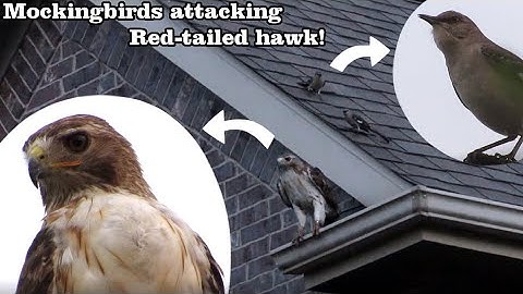 Northern Mockingbirds attacking Red-tailed hawk!