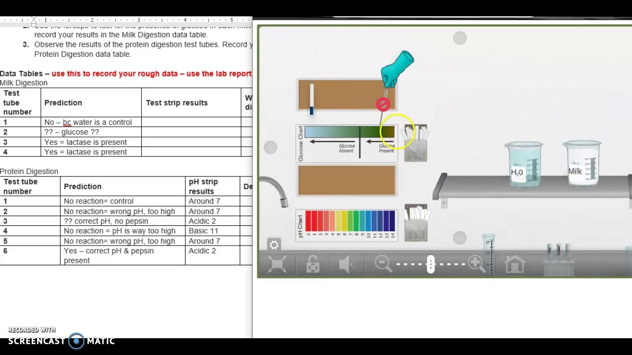 Bio B U3 - Human Digestion Part E Milk results