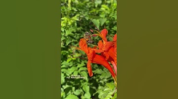النحل ايه من آيات الله