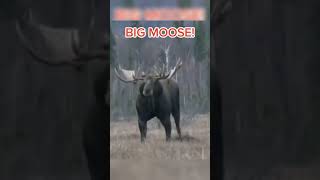 worlds biggest moose caught on camera #animals