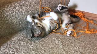 Our Cat is Stuck in yarn and Can't get Out!