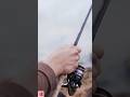 Want to catch more carp? #carpfishing #fishing #fish #carp