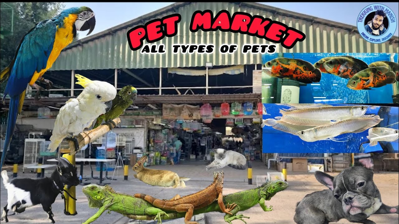 Cheapest Pet Market | pet market | 