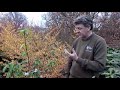 Witch Hazel at RHS Harlow Carr. 21st February 2019