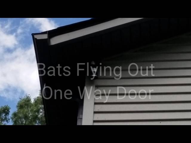 Bat Removal Through One Way Door 