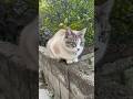 近所の美人猫をこねこねする人#野良猫#保護猫#cat