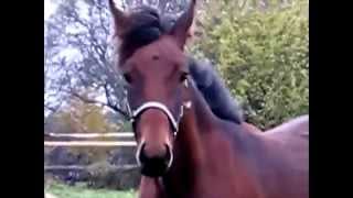 Beautiful Foals on a rainy day | Красивые жеребята