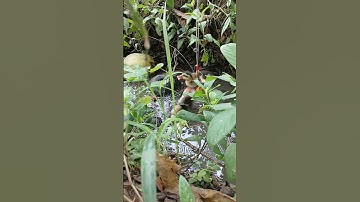 câu cá lóc bằng vịt con và cái kết#shorts