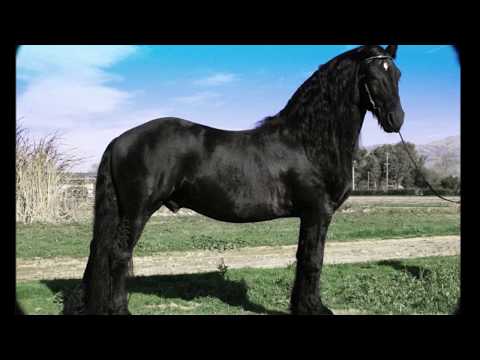 Цыганская песня Со за мурш баро 2020