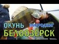 Рыбалка в Беларуси. Окунь на микроджиг Белоозёрск оз. Белое. ПЕРЕЗАЛИЛ\Fishing for perch