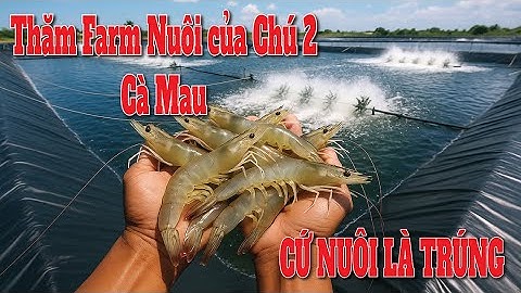 Thăm Farm Nuôi Tôm Công Nghệ Cao | Chú 2 Cà Mau – Vì Sao Nuôi Là Trúng Hoài?