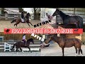 OTTB TRANSFORMATION: From Racehorse to Show Horse (Conditioning the Young Thoroughbred)