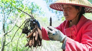驚喜，大山裏找到壹窩“巨蛋”天冬，用它燉肉吃了|Found a nest of ‘big eggs’ and I used them to stew with meat【乡野莲姐】@4K