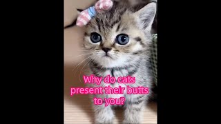 Why do cats present their butts to you?