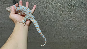 Tắc kè khủng màu siêu sáng ( 170gram ) , bán tắc kè , giá tắc kè