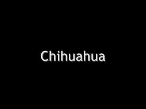 Vídeo: Què Es Pronuncia Així Chihuahua?